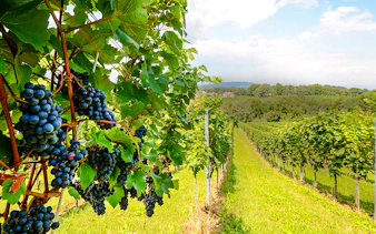 Vineyard with ripe grapes and mountain view in Rio de Janeiro.