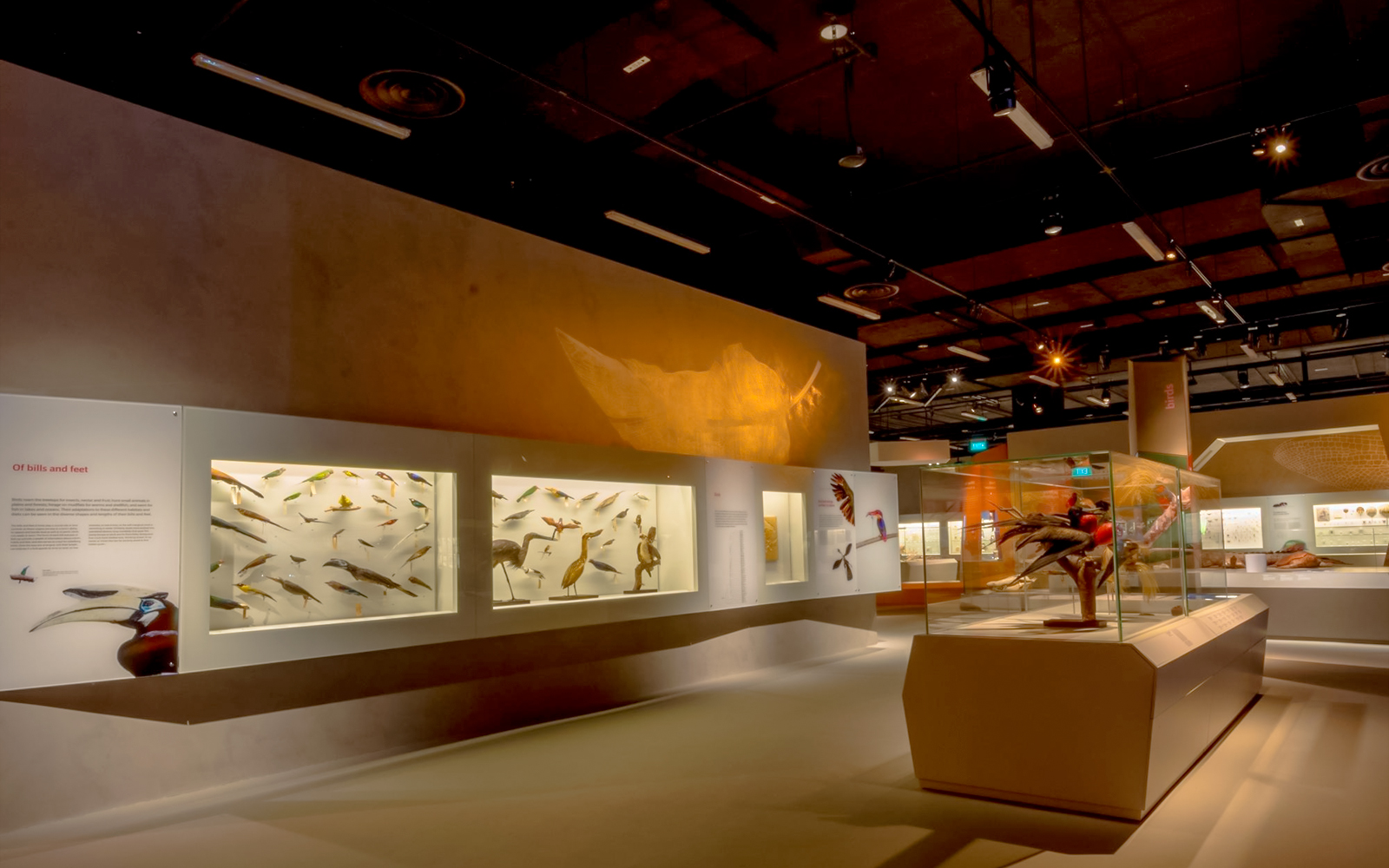 Taxidermy bird display at Lee Kong Chian Natural History Museum, Singapore.