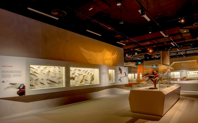 Taxidermy bird display at Lee Kong Chian Natural History Museum, Singapore.