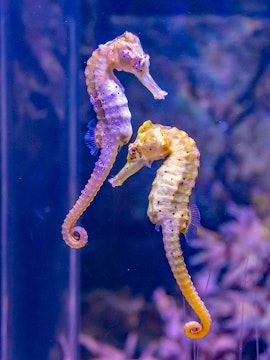 Seahorses swimming at SEA LIFE Munich aquarium.