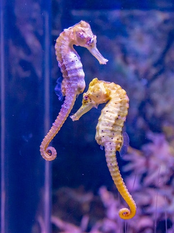 Seahorses swimming at SEA LIFE Munich aquarium.