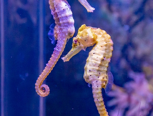 Seahorses swimming at SEA LIFE Munich aquarium.