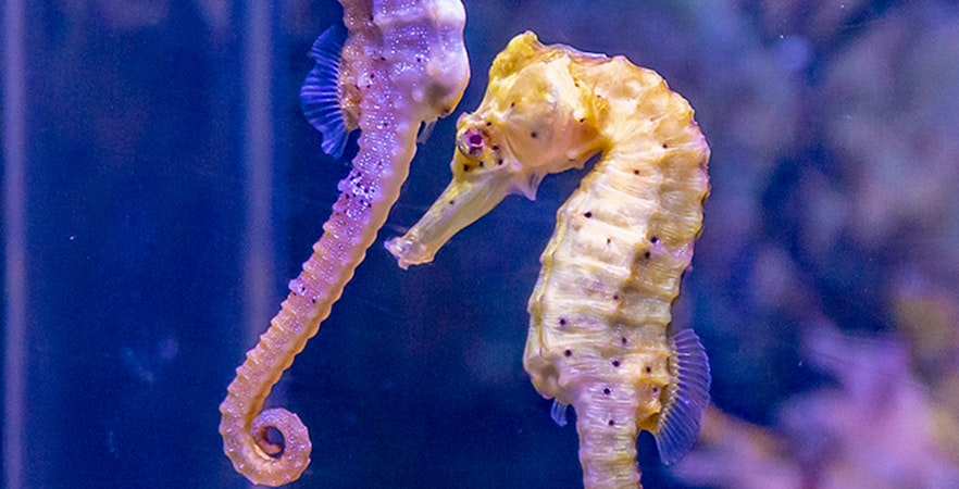 Billet SEA LIFE Munich