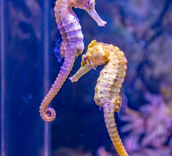 Seahorses swimming at SEA LIFE Munich aquarium.