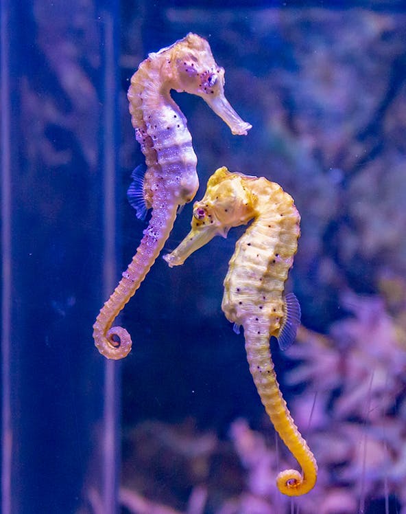 Seahorses swimming at SEA LIFE Munich aquarium.