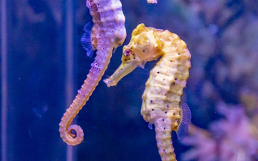 Seahorses swimming at SEA LIFE Munich aquarium.