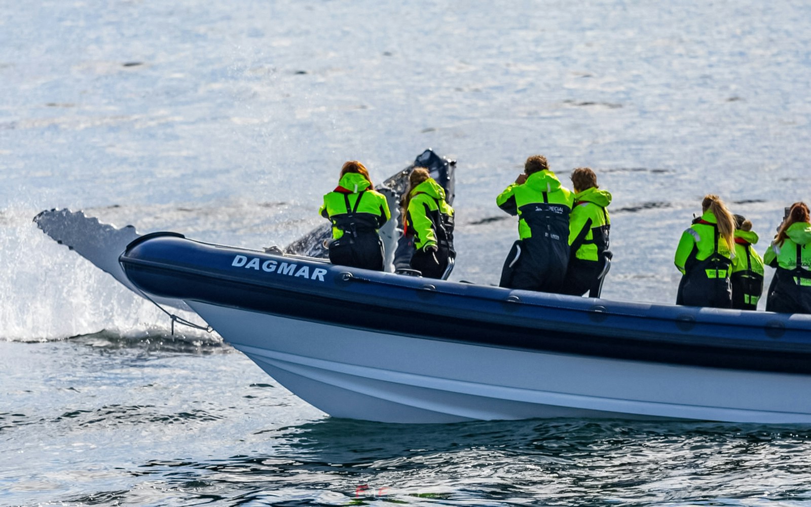 Whale tail near boat with guests taking photos on RIB speedboat during Akureyri whale watching tour.