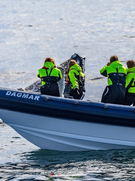 Guests on RIB speedboat watching whale tail in ocean.