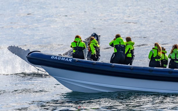 Guests on RIB speedboat watching whale tail in ocean.