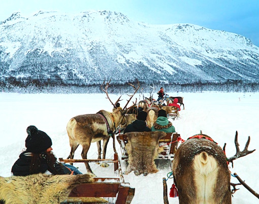 Reindeer sledding through snowy landscape with Sami culture tent in Tromso, Norway