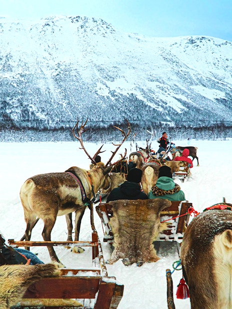 Reindeer sledding through snowy landscape with mountains, showcasing Sami culture experience.