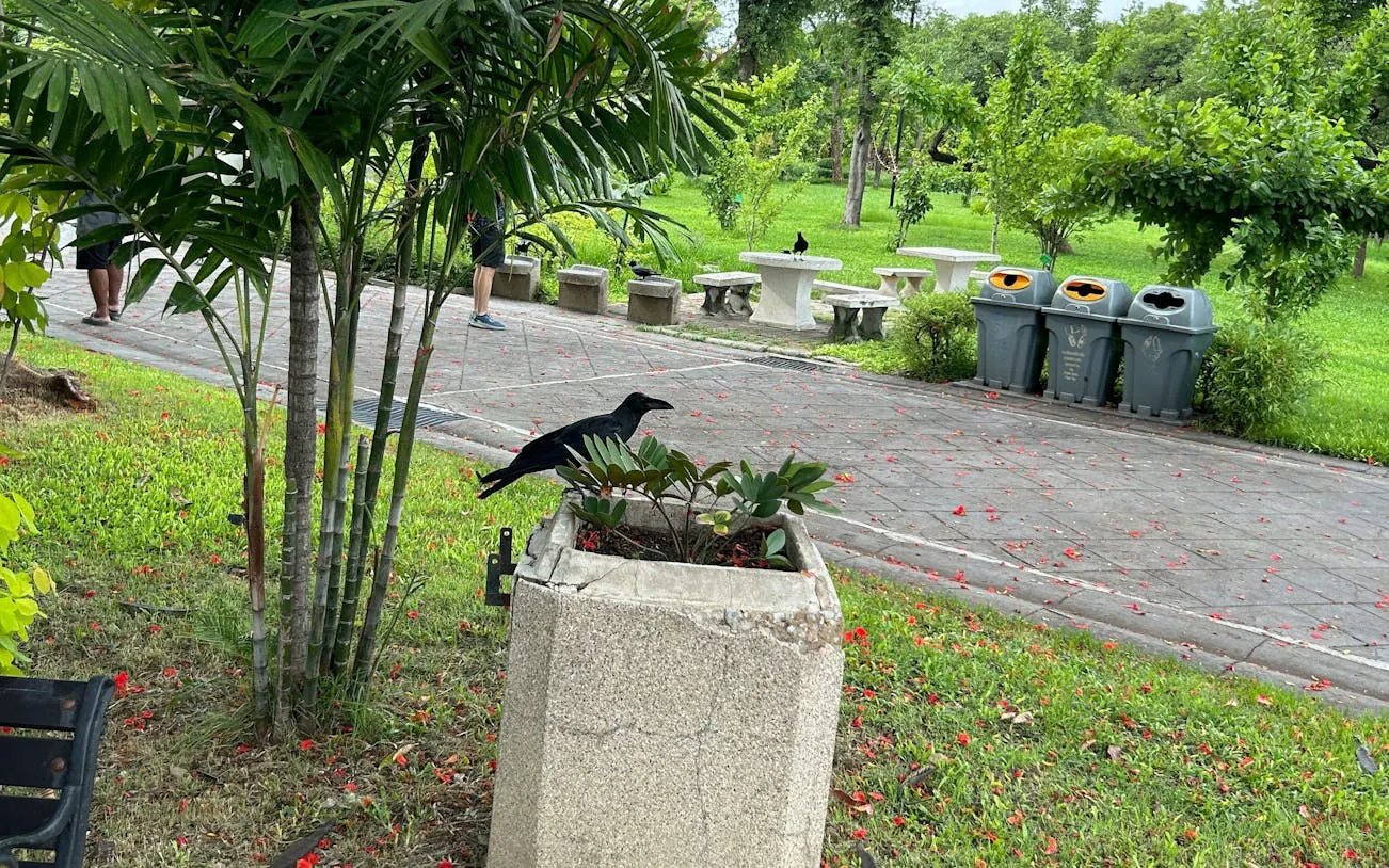Park scene in Bangkok's Old Town with a crow on a planter, benches, and greenery.