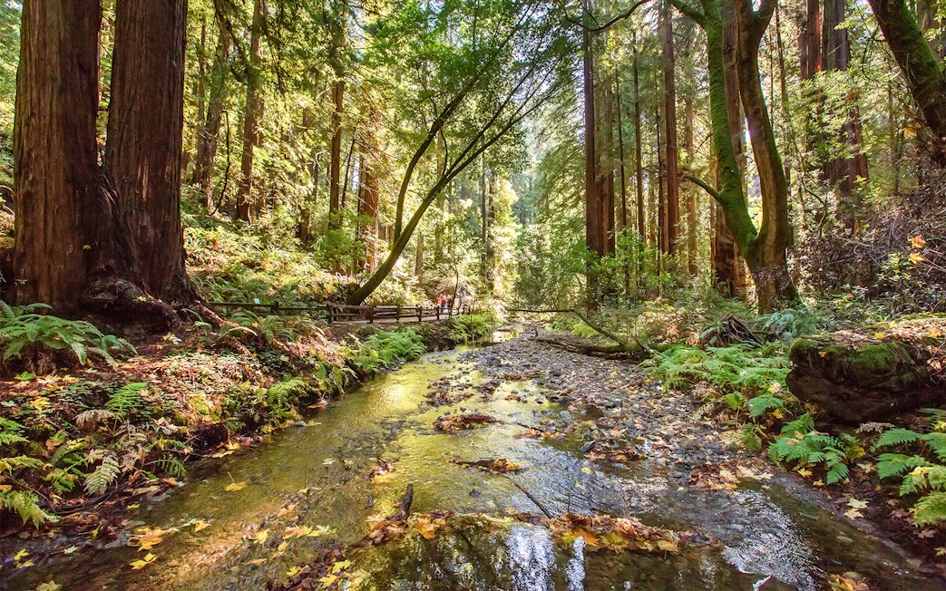 Stream flowing through redwood forest in Muir Woods National Monument, California.