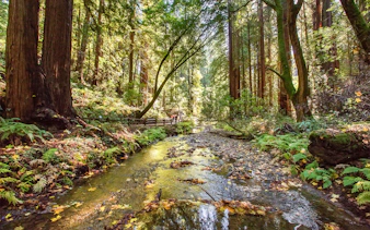 Stream flowing through redwood forest in Muir Woods National Monument, California.