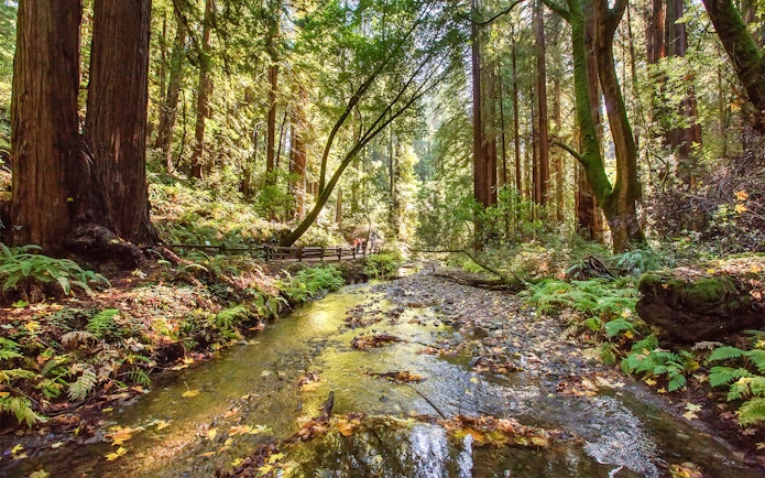 Stream flowing through redwood forest in Muir Woods National Monument, California.