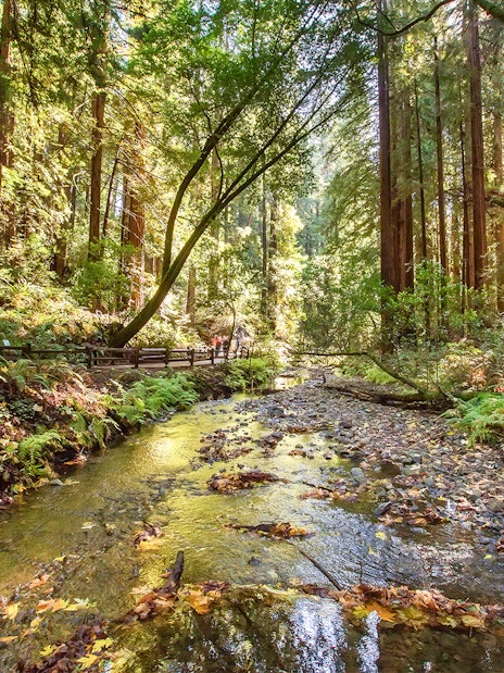 Stream flowing through redwood forest in Muir Woods National Monument, California.