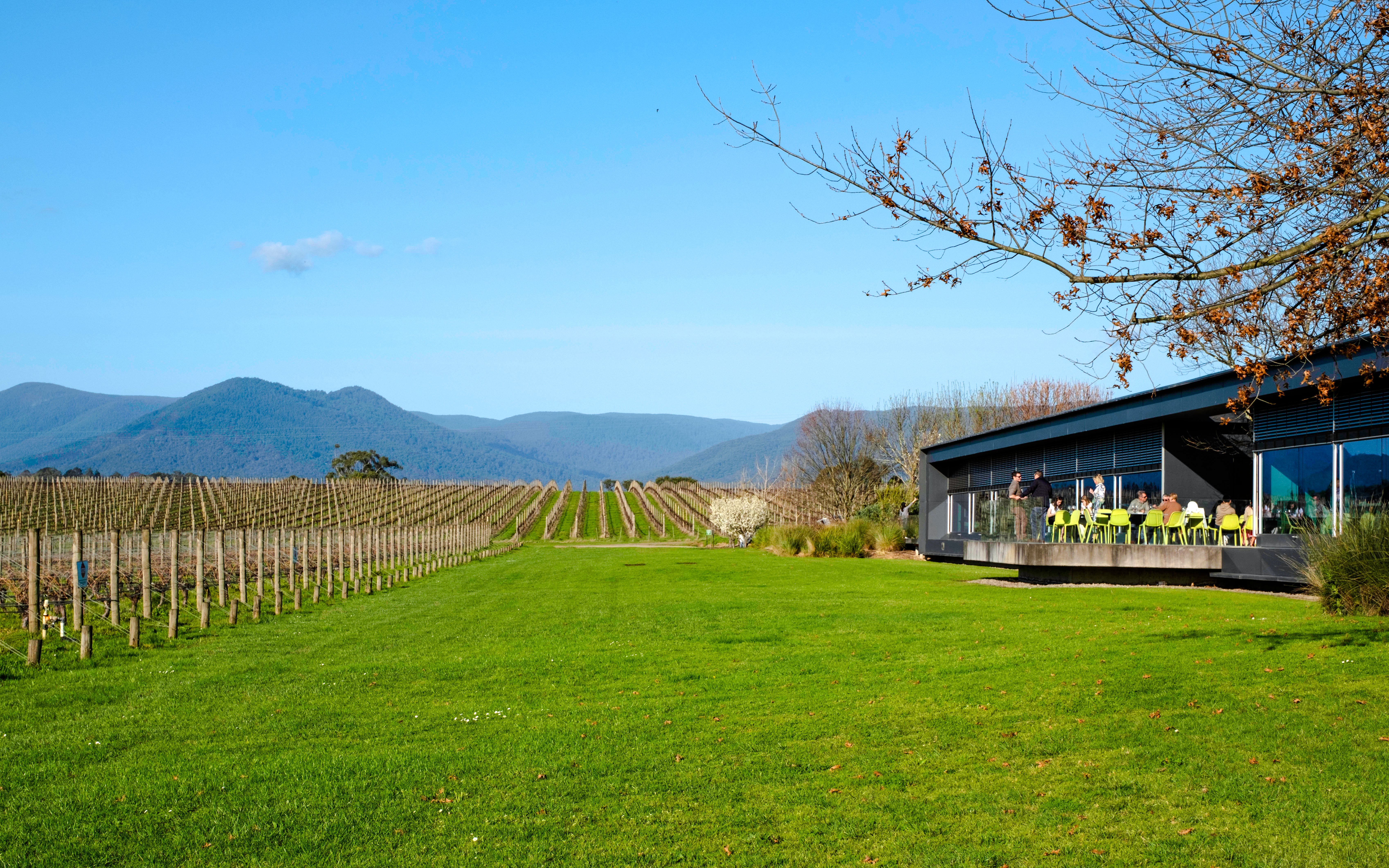 Vineyard and outdoor dining area in Yarra Valley, Melbourne, with mountain backdrop.