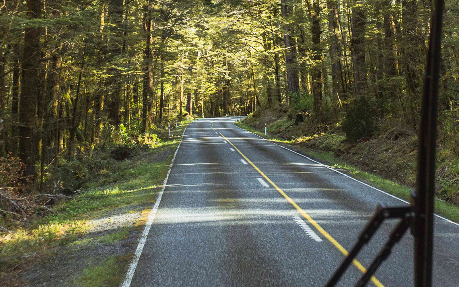 Driving through forest to Milford Sound