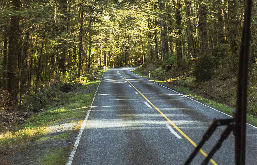 Driving through forest to Milford Sound