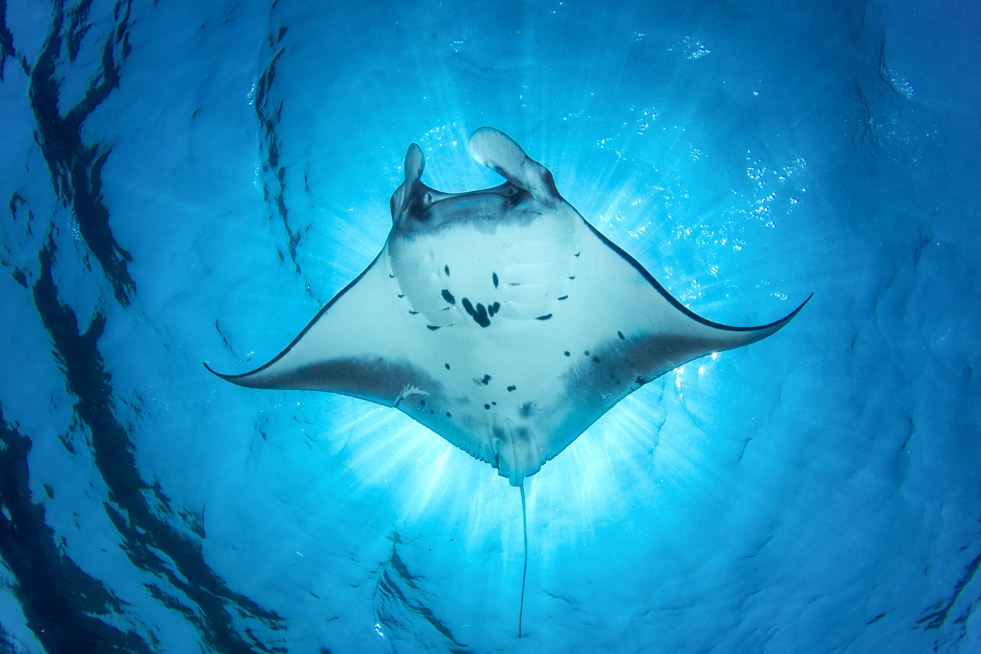 Manta Ray exhibit at American National History Museum.