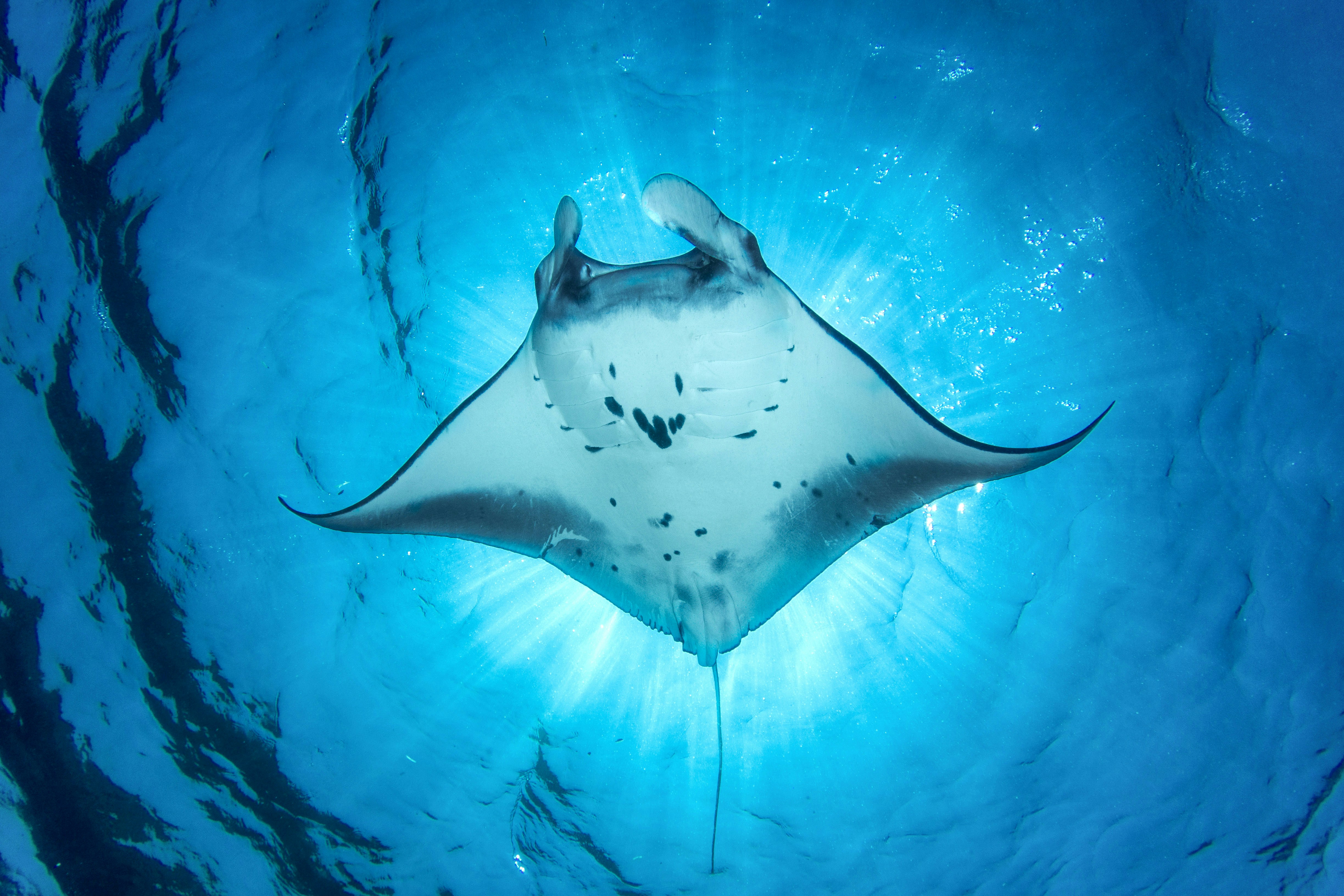 Manta Ray swimming