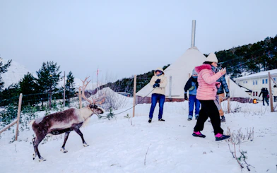 From Tromsø: Reindeer Sledding and Sami Culture Tour with Lunch and Hot Drinks