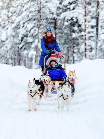 Woman on a sled with huskies in snowy Lapland forest.