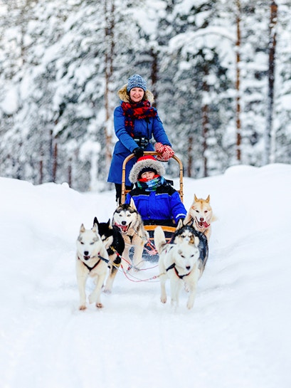 Woman on a sled with huskies in snowy Lapland forest.