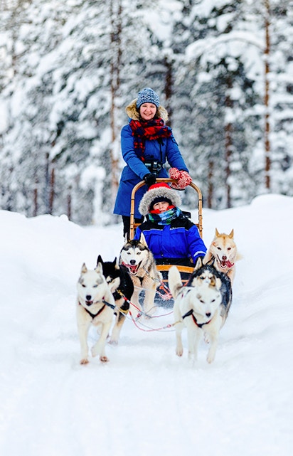 Woman on a sled with huskies in snowy Lapland forest.