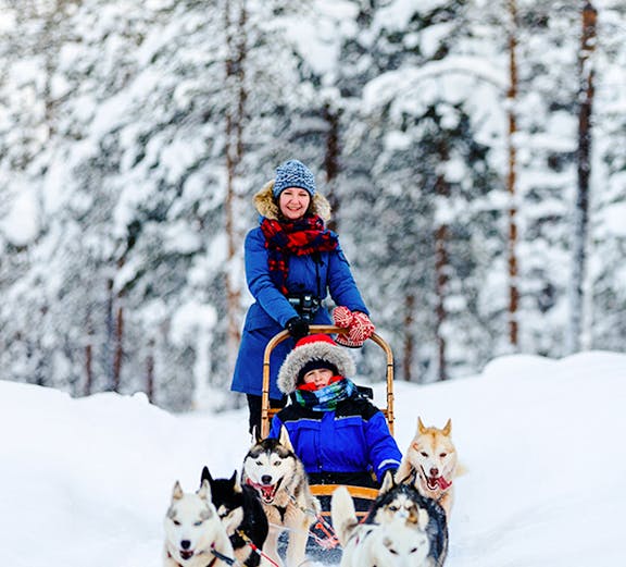 Woman on a sled with huskies in snowy Lapland forest.