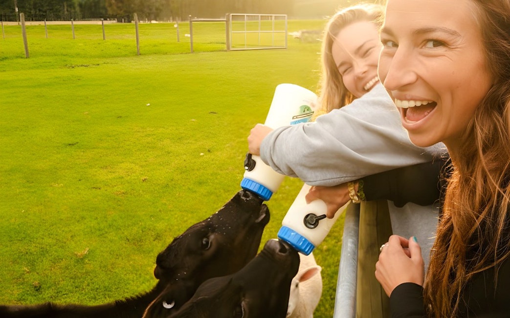 Visitors feeding calves with bottles at a farm in Te Anau.