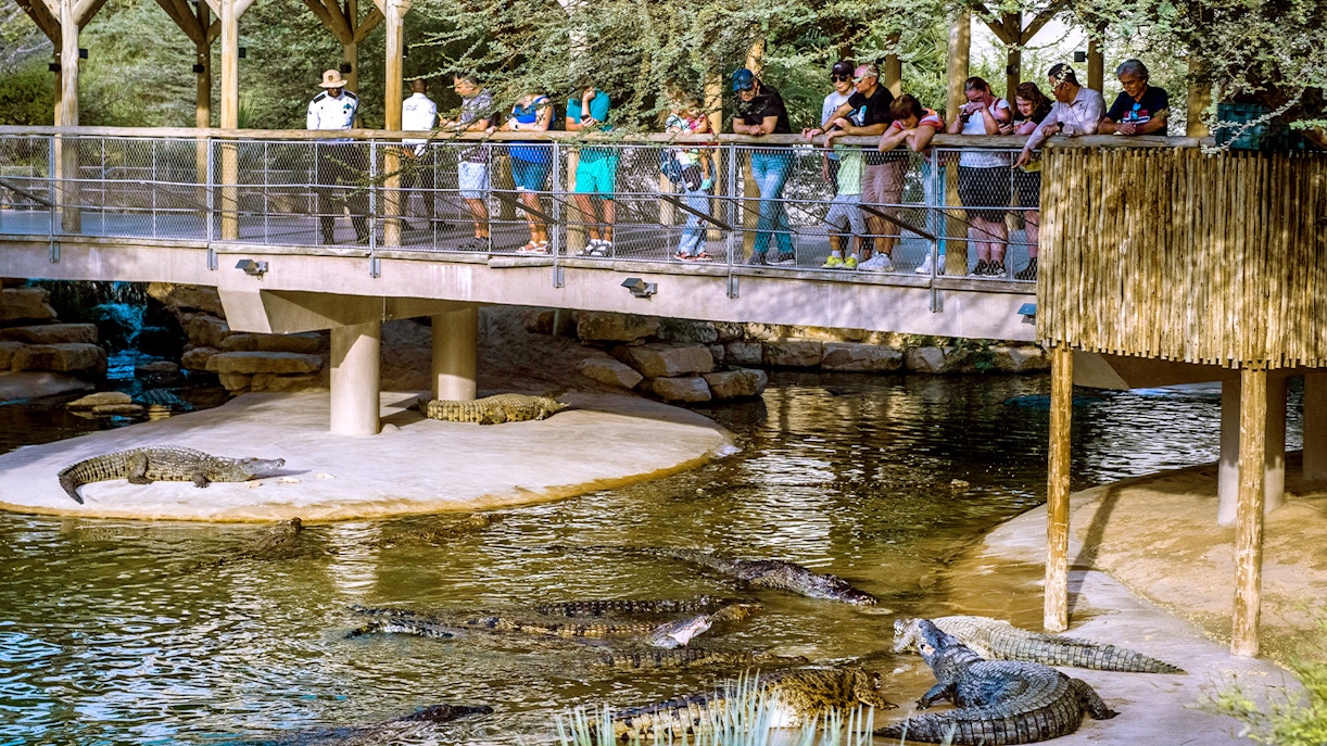 Highlights of Dubai Crocodile Park