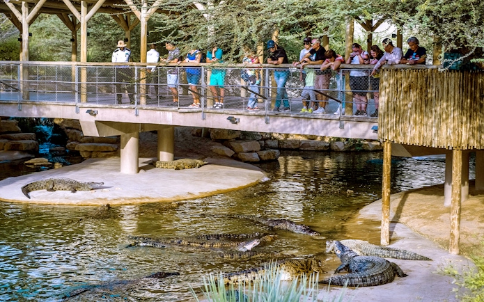 Nile crocodiles in a recreated natural habitat with visitors observing from a bridge.