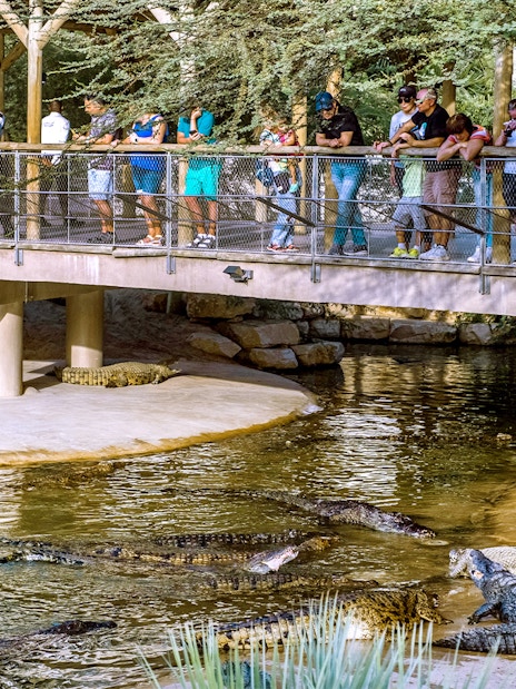 Nile crocodiles in a recreated natural habitat with visitors observing from a bridge.