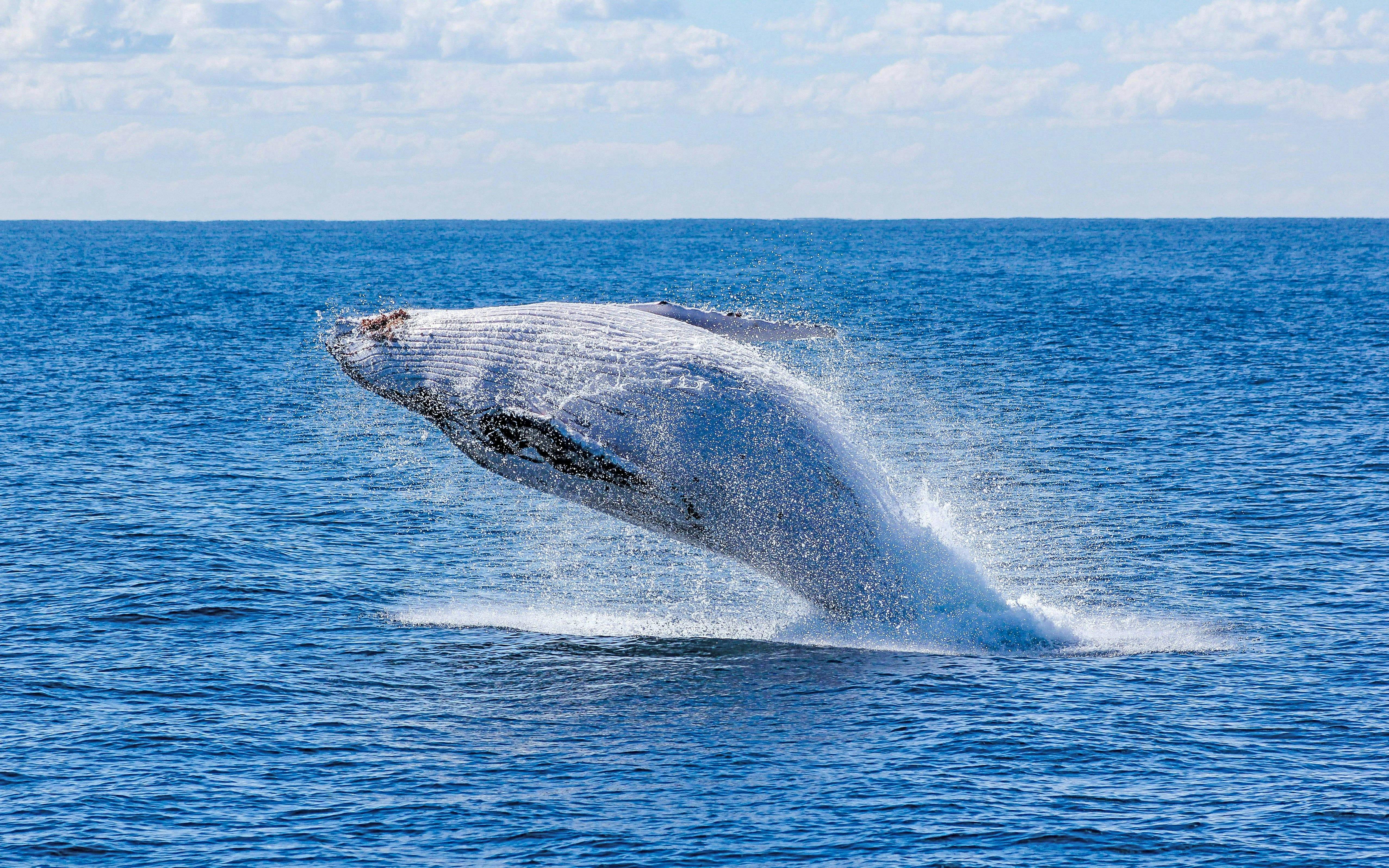 Humpback whale breaching near Amelia Rose yacht on a whale watching cruise in Reykjavík.