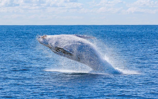 Humpback whale breaching near Amelia Rose yacht on a whale watching cruise in Reykjavík.