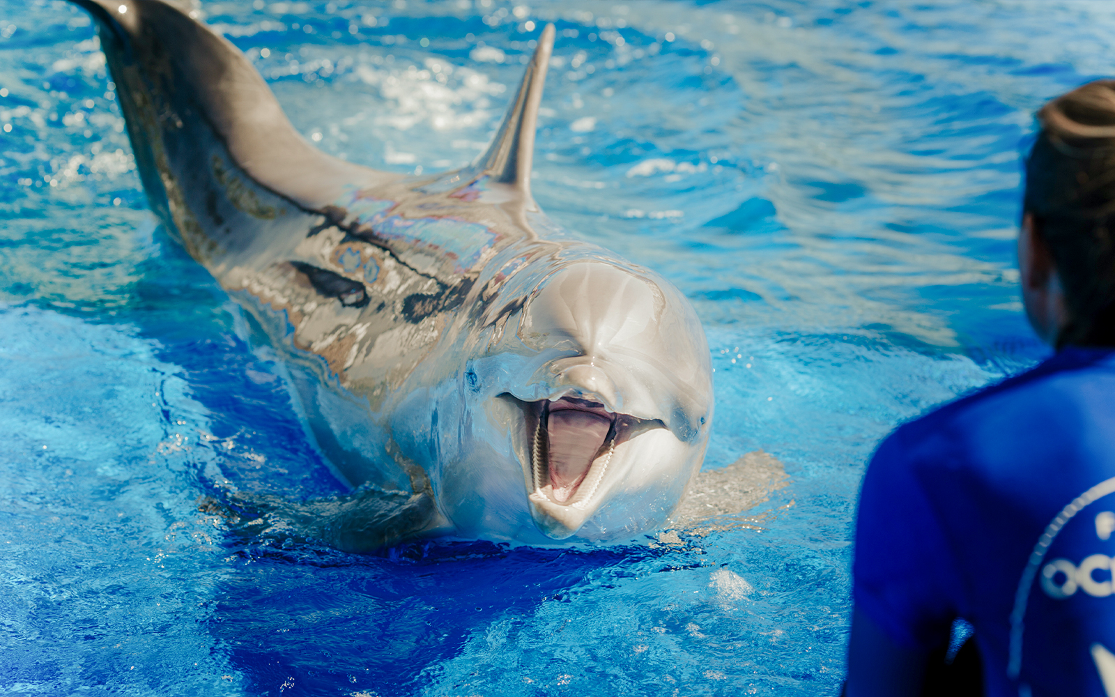 Dolphin interacting with show master at Oceanographic Valencia.