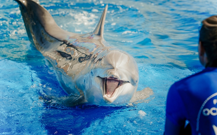 Dolphin interacting with show master at Oceanographic Valencia.