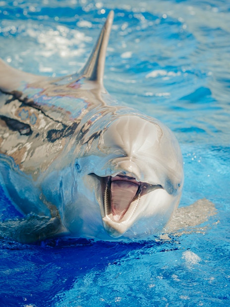 Dolphin interacting with show master at Oceanographic Valencia.