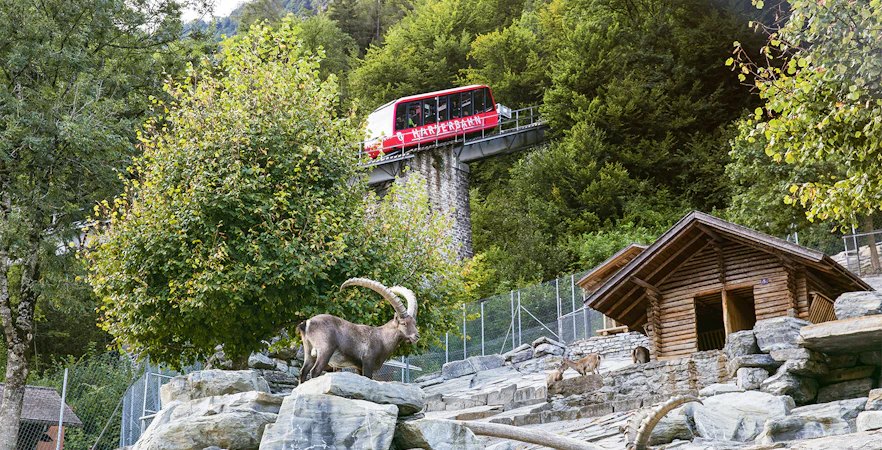 Funicular ascending to Harder Kulm with alpine wildlife and wooden cabin in foreground.