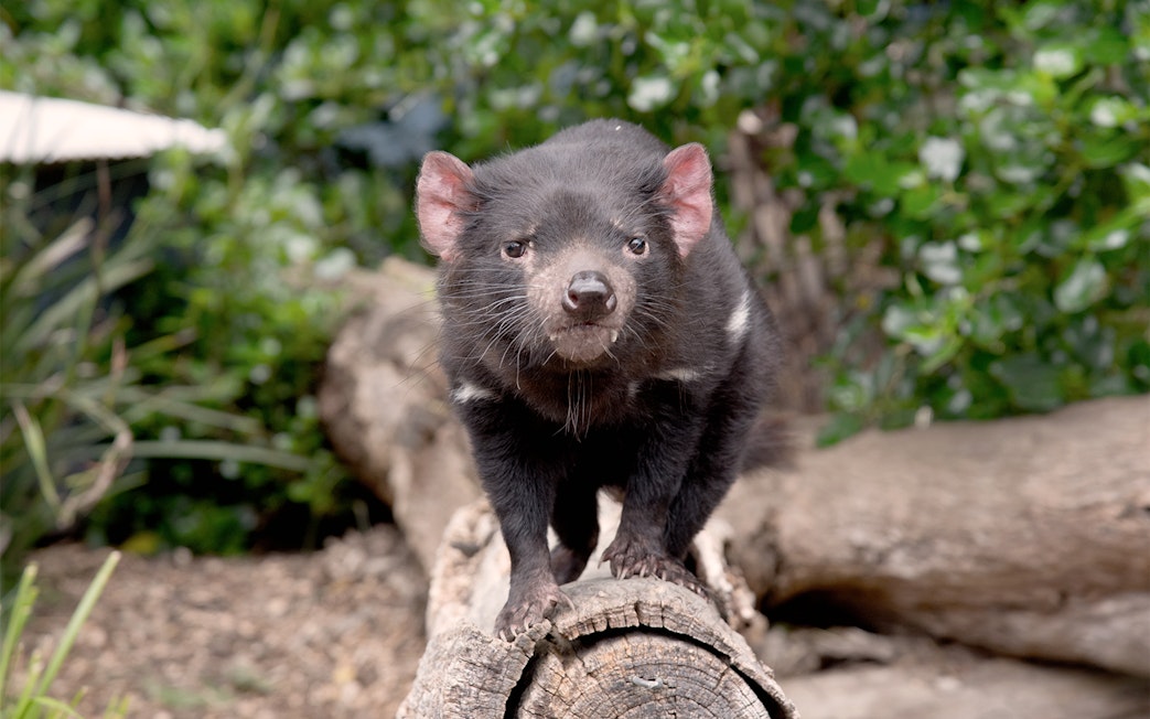 Tasmanian devil on a log at Ballarat Wildlife Park, Melbourne.