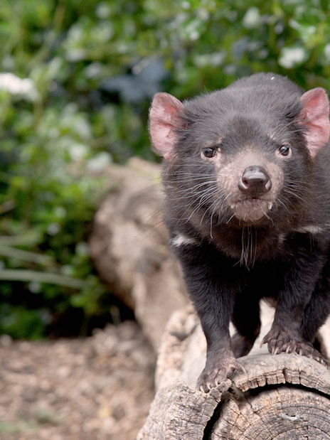 Tasmanian devil on a log at Ballarat Wildlife Park, Melbourne.