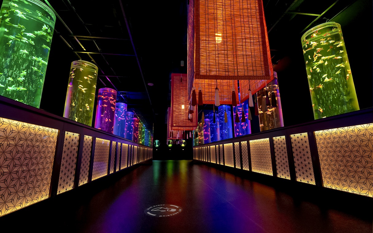 Tall cylindrical aquariums lit in various colors at Art Aquarium Museum gallery.