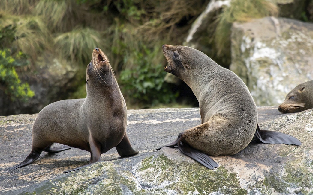 Seals resting on rocks during an Overnight Milford Sound Cruise.