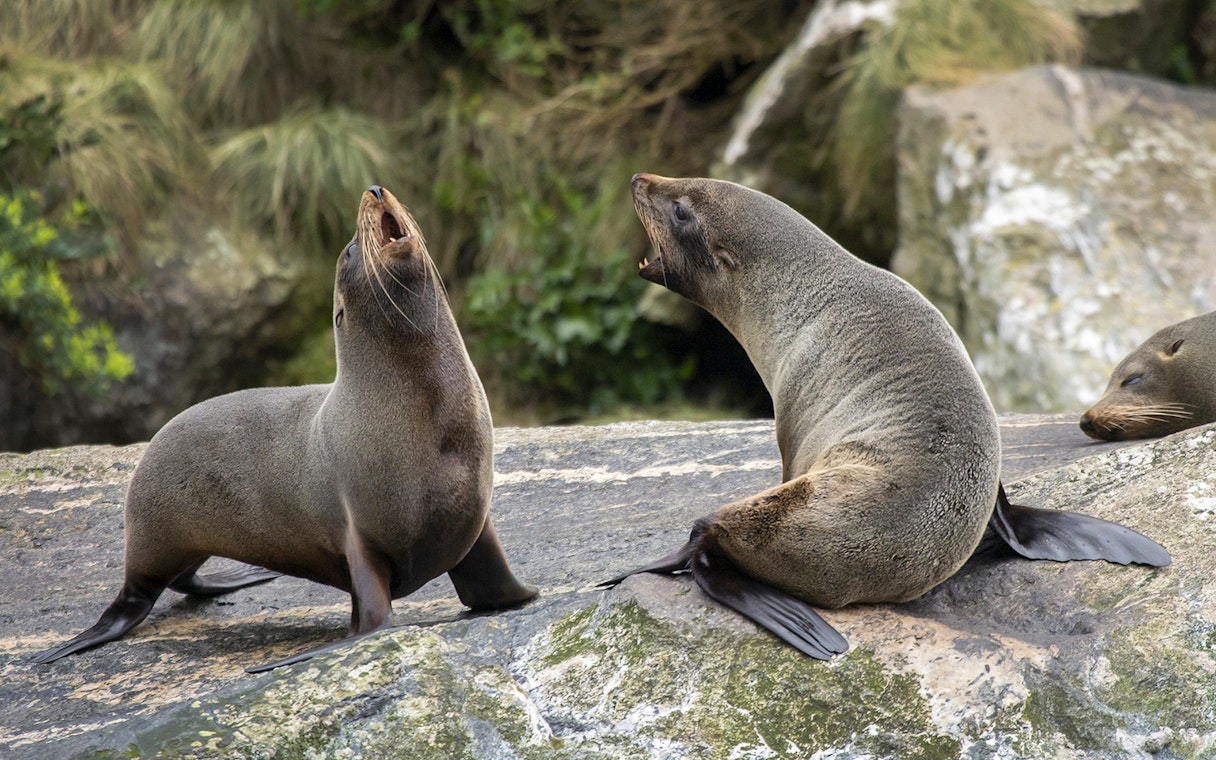 Seals resting on rocks during an Overnight Milford Sound Cruise.