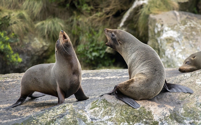 Seals resting on rocks during an Overnight Milford Sound Cruise.
