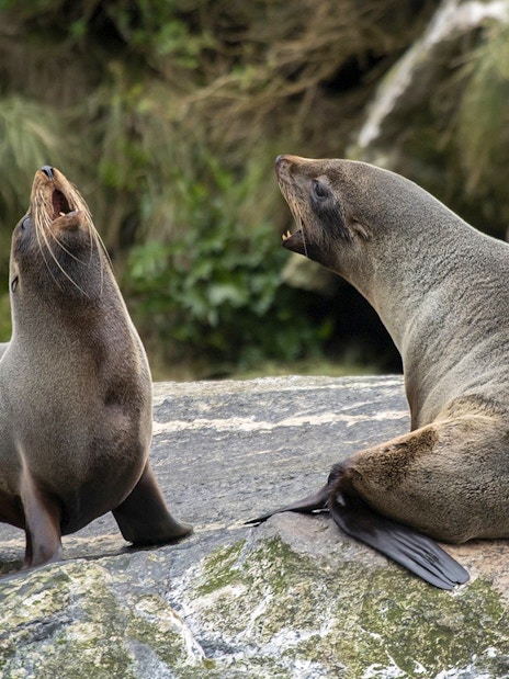 Seals resting on rocks during an Overnight Milford Sound Cruise.