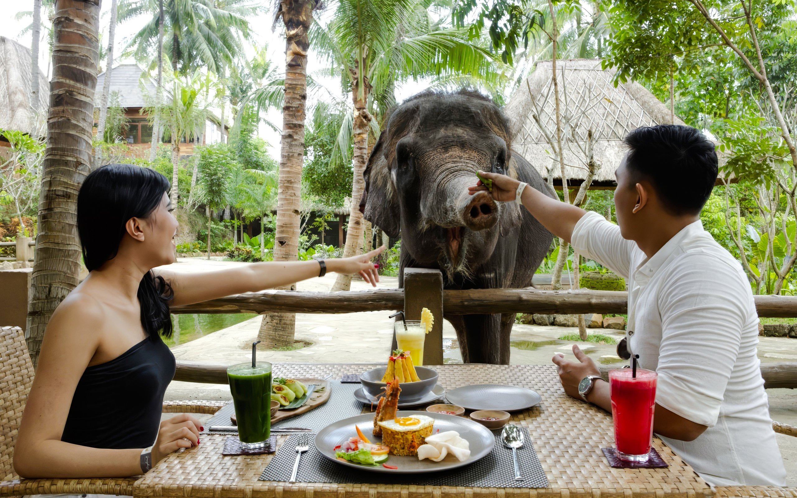 Tourists dining with elephant in background at Lombok Wildlife Park.