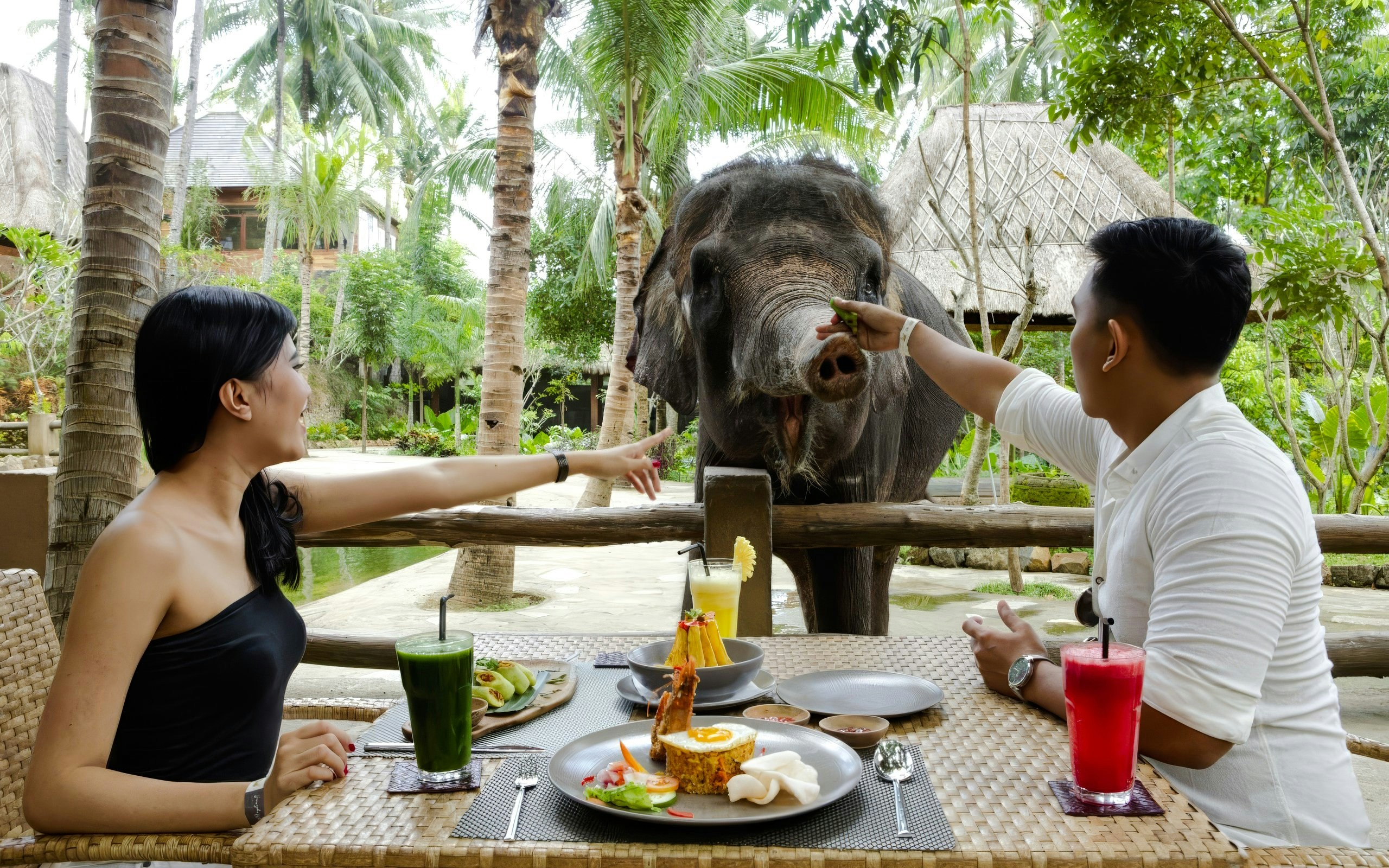 Tourists dining with elephant in background at Lombok Wildlife Park.