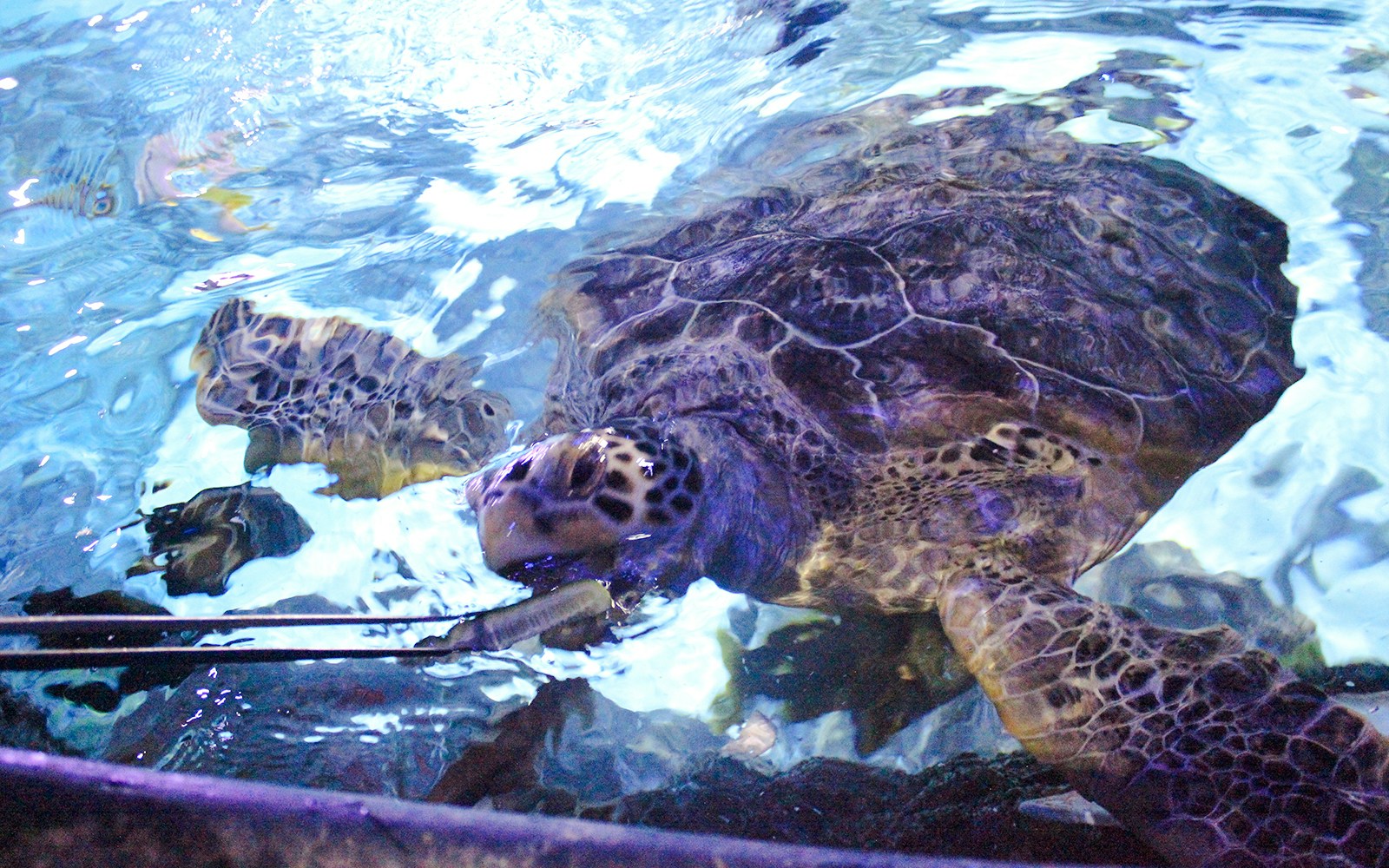 Turtle feeding at SEA Life Manchester aquarium.